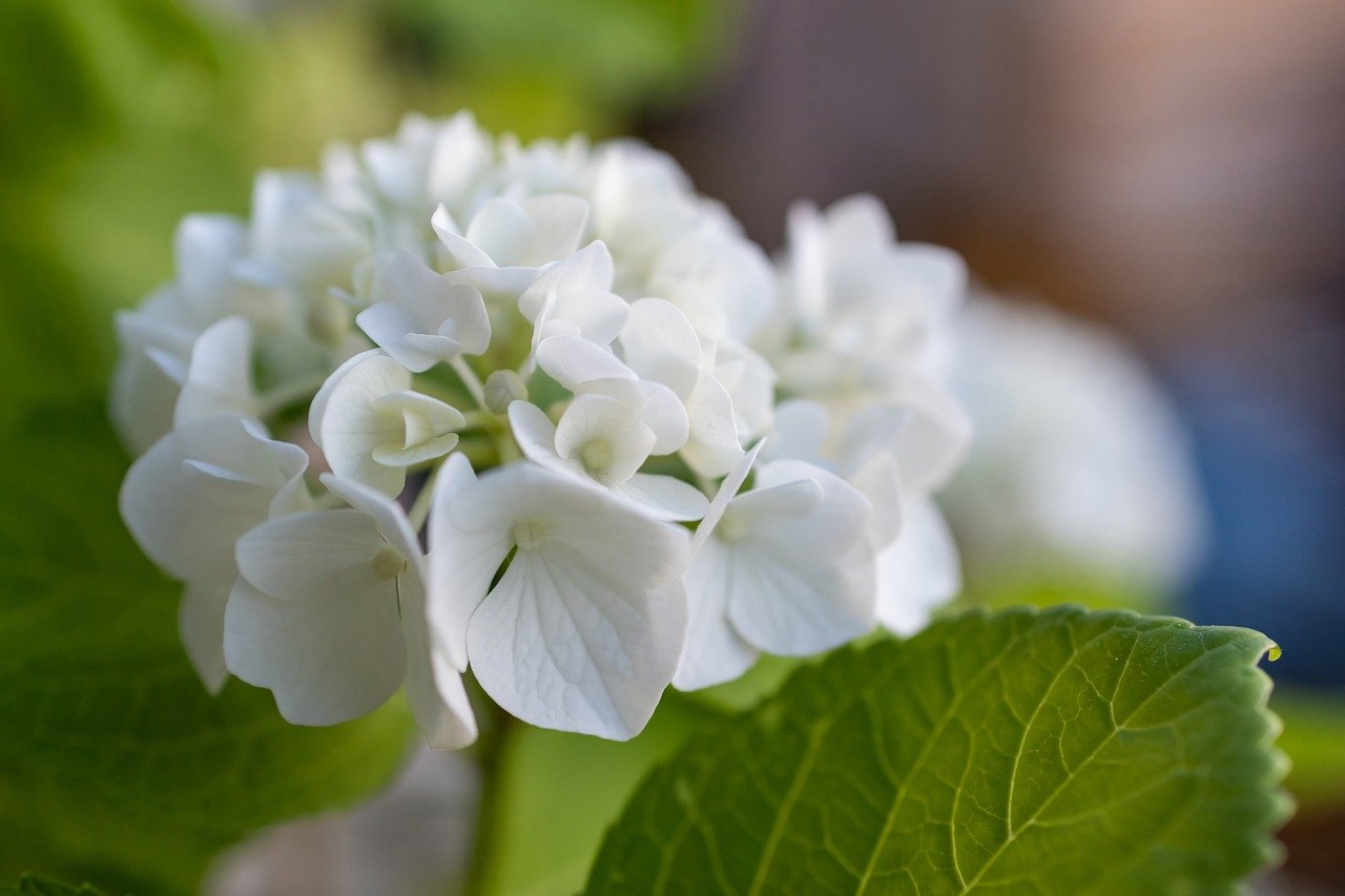 plantes partenaires feront fleurir l'harmonie sous vos hortensias