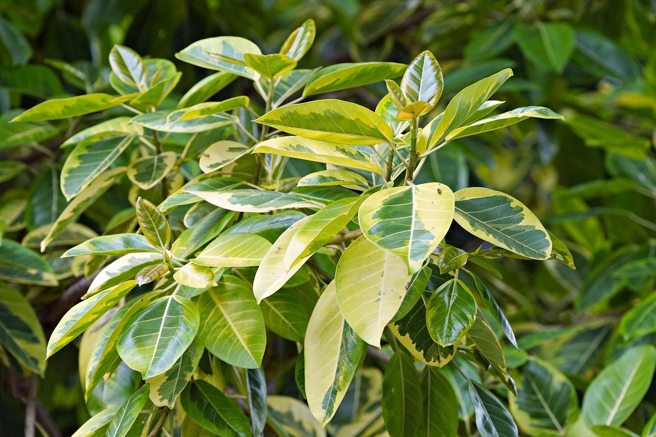 conseils et solutions si un ficus perd ses feuilles