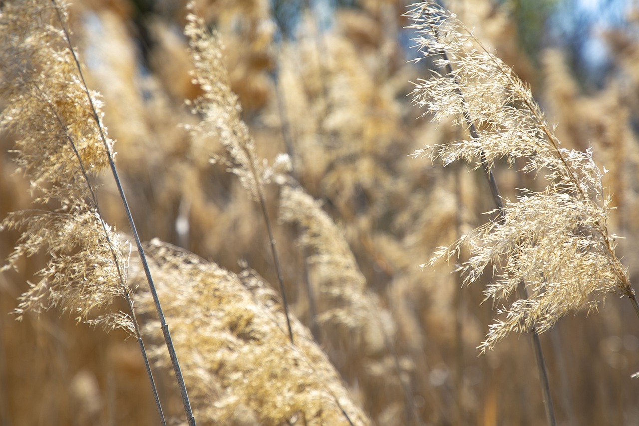 guide pratique pour les amateurs de plantes pour cueillir des pampas